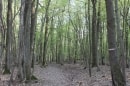 Bois au sud de la Malmaison